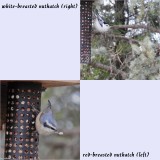 Both species of nuthatch