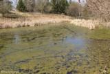 Amphibian pond