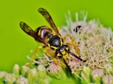 Social Wasps (Family: Vespidae, Subfamily: Vespinae)