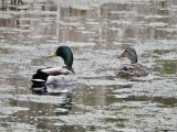 Mallards