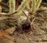 Wild ginger (<em>Asarum canadense</em>)