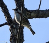 Chestnut-sided warbler