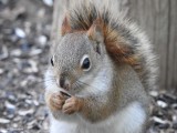 Red squirrel  (<em>Tamiasciurus hudsonicus</em>)