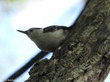 White-breasted nuthatch