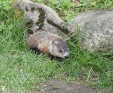 Groundhog  (<em>Marmota monax</em>)