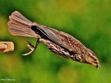 Red-winged blackbird, female