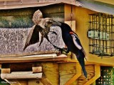 Red-winged blackbird, male and female