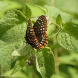 Baltimore checkerspot butterfly (<em>Euphydryas phaeton</em>)