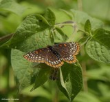 Baltimore checkerspot butterfly (<em>Euphydryas phaeton</em>)