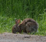 Eastern cottontail (<em>Sylvilagus floridanus</em>)