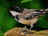 Chickadees of the FWG