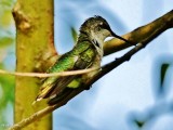 Ruby-throated hummingbird