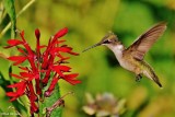 Ruby-throated hummingbird