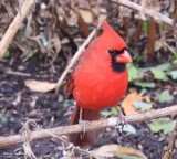 Northern cardinal, male 