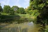 The Amphibian pond