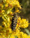 Locust borer long-horned beetle  (<em>Megacyllene robiniae</em>)