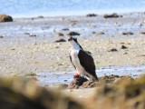 Osprey - Duxbury Beach, MA   -April 18, 2021