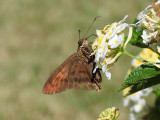 Yellow-tipped Flasher (Astraptes anaphus)