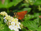 Haitian Skipper (Choranthus haitensis)