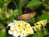 Ocola Skipper (Panoquina ocola)