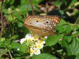 White Peacock (Anartia jatrophae)