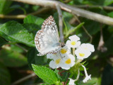 Tropical Checkered Skipper (Pyrgus oileus)