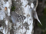 Caribbean Cracker (Hamadryas februa ssp. ferox)
