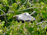 Brown Pelican