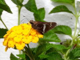 Mesogramma Skipper (Atalopedes mesogramma)