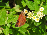 Caribbean Skipper (Pyrrhocalles antiqua)