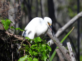 Snowy Egret