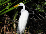 Great Egret