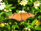 Julia Heliconian (Dryas iulia)