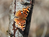 Anglewings & Tortoiseshells
