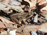 Frogs & Toads