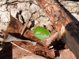 True Bugs (Order Hemiptera)