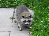 Raccoon in the backyard!