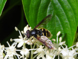 Oblique-banded Pond Fly (Sericomyia chrysotoxoides)