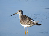 Greater Yellowlegs