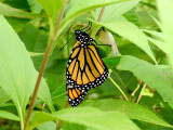 Monarch with chrysalis (<i>Danaus plexippus</i>)