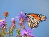 Monarch (<i>Danaus plexippus</i>)