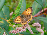 Bronze Copper (female) (Lycaena hyllus)