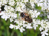 Black-shouldered Drone Fly (Eristalis dimidiata)