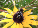 Black-shouldered Drone Fly (Eristalis dimidiata)