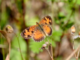 Northern Crescent (Phyciodes cocyta)