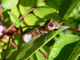 Giant Swallowtail caterpillar