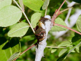 Giant Swallowtail caterpillar