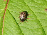 Calligrapha sp.