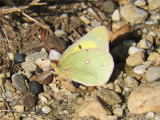 Clouded Sulphur