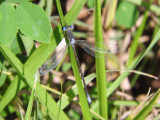 Spotted Spreadwing